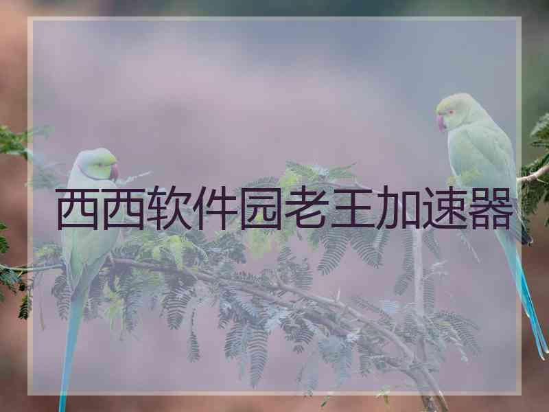 西西软件园老王加速器