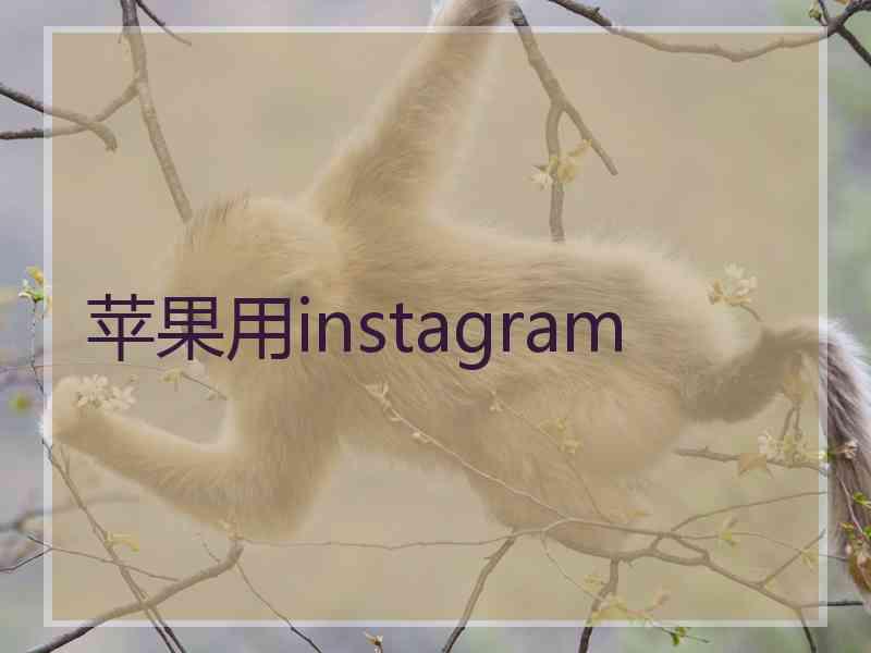 苹果用instagram